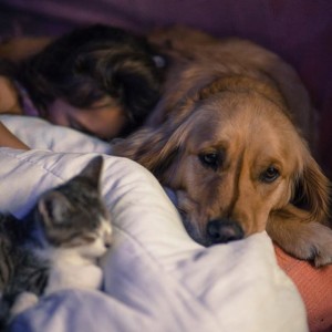 chien d'éveil et chat