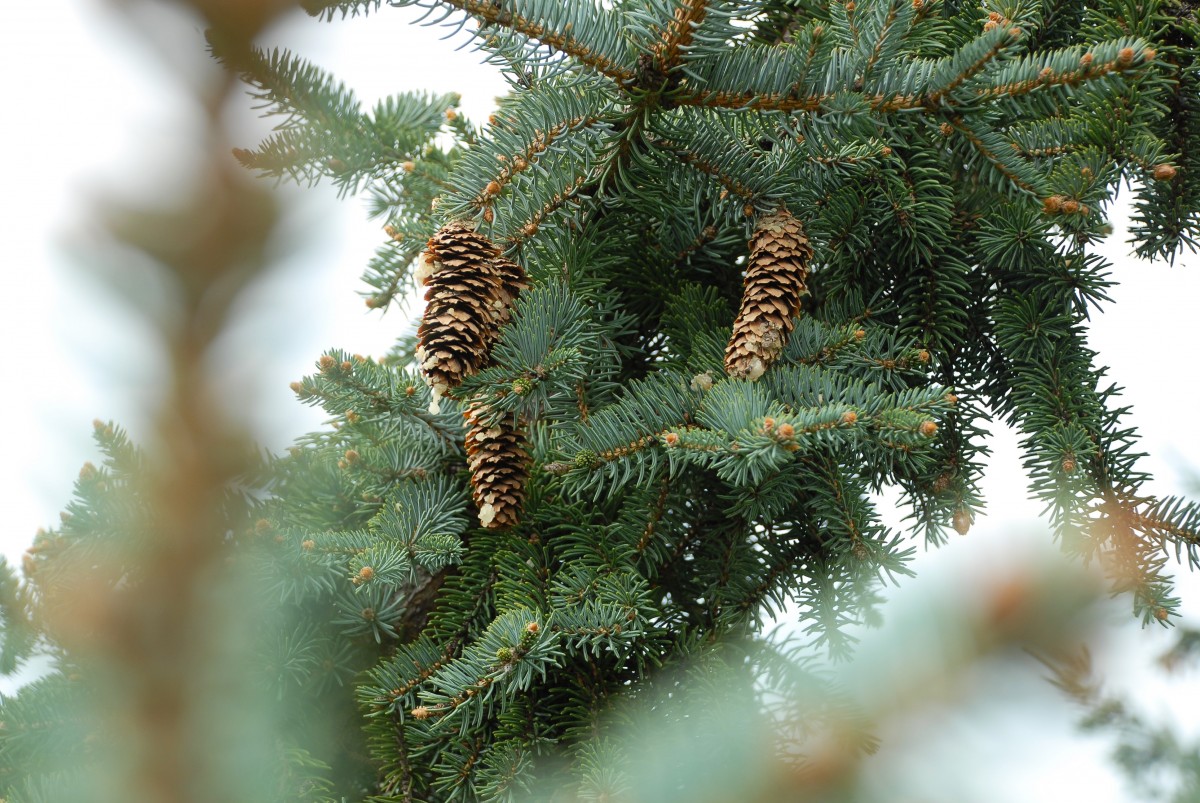 Sapin de Noël pour enfant hypersensible