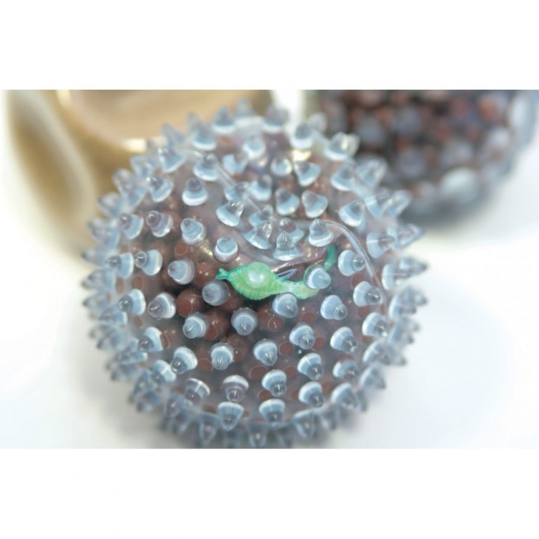 id?�es d'activit?�s ?� faire avec des balles - Blog Hop'Toys