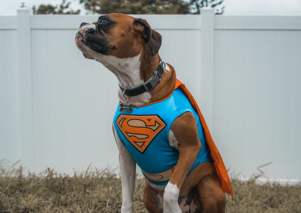 Les chiens pressentent les crises épilepsie