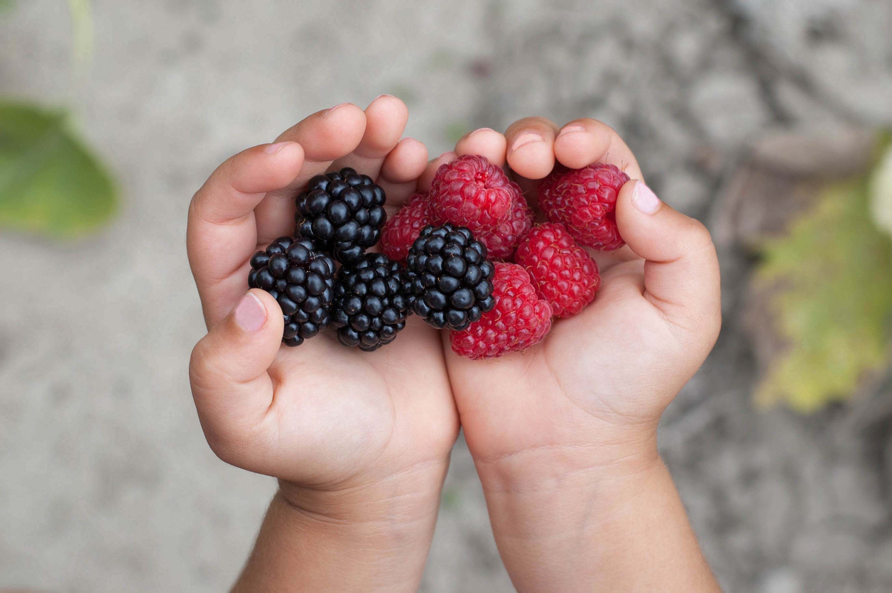 Dme La Diversification Alimentaire Menee Par L Enfant Blog Hop Toys