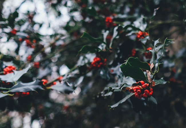 Gérer son budget pour Noël : Décoration naturelles