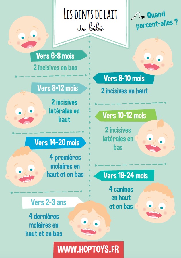 les dents de lait de bébé : quand percent-elles ? Vers 6-8 mois : 2 incisives en bas. Vers 8-10 mois : 2 incisives en haut. Vers 8-12 mois : 2 incisives latérales en haut. Vers 10-12 mois : 2 incisives latérales en bas. Vers 14-20 mois : 4 premières molaires en haut et en bas. Vers 18-24 mois : 4 canines en haut et en bas. Vers 2-3 ans : 4 dernières molaires en haut et en bas.