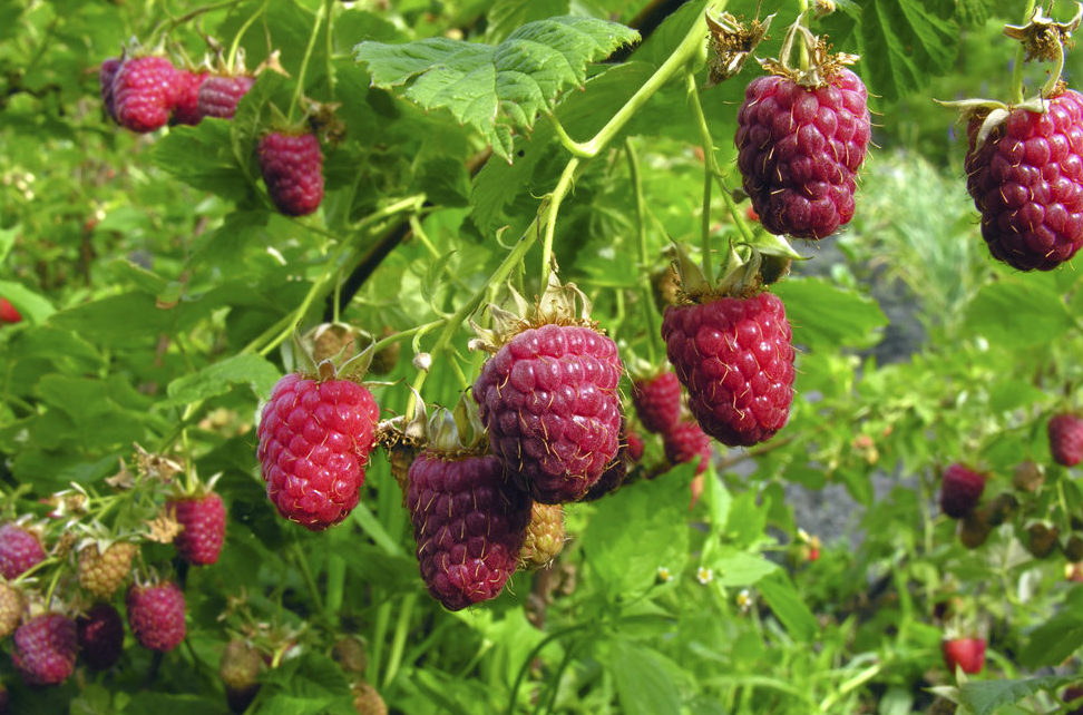 frambuesas en un jardín terapéutico para niños autistas 