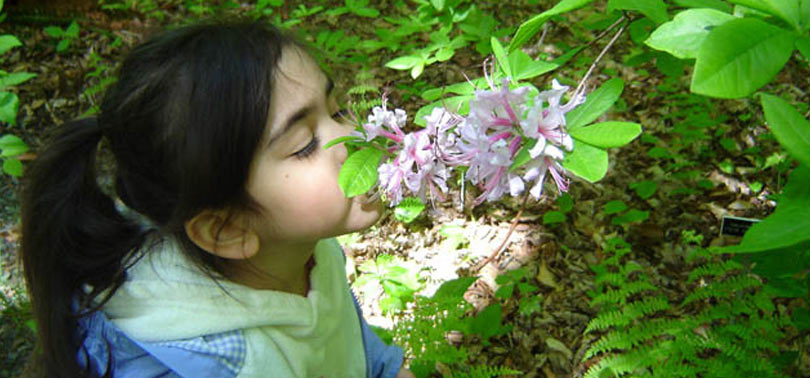 plantas aromaticas en el jardin sensorial