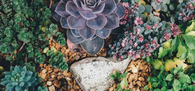 flores y plantas de un jardin sensorias