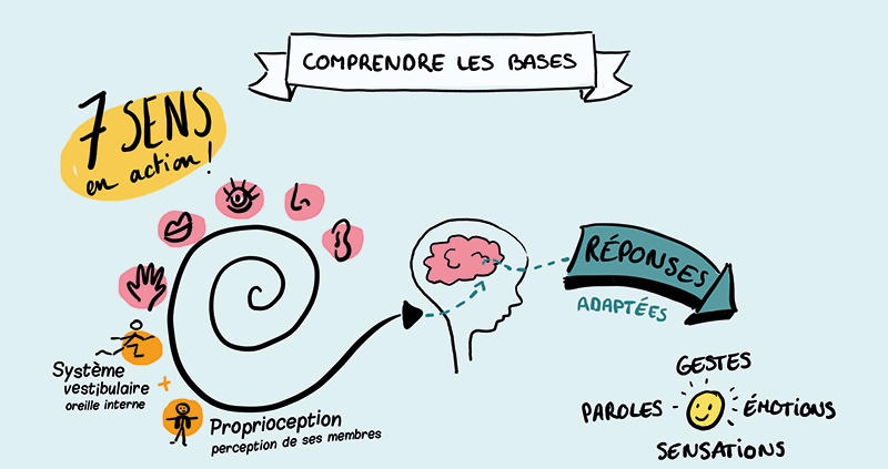 L'intégration neuro sensorielle expliquée en facilitation graphique