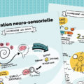 L'intégration neuro sensorielle expliquée en facilitation graphique