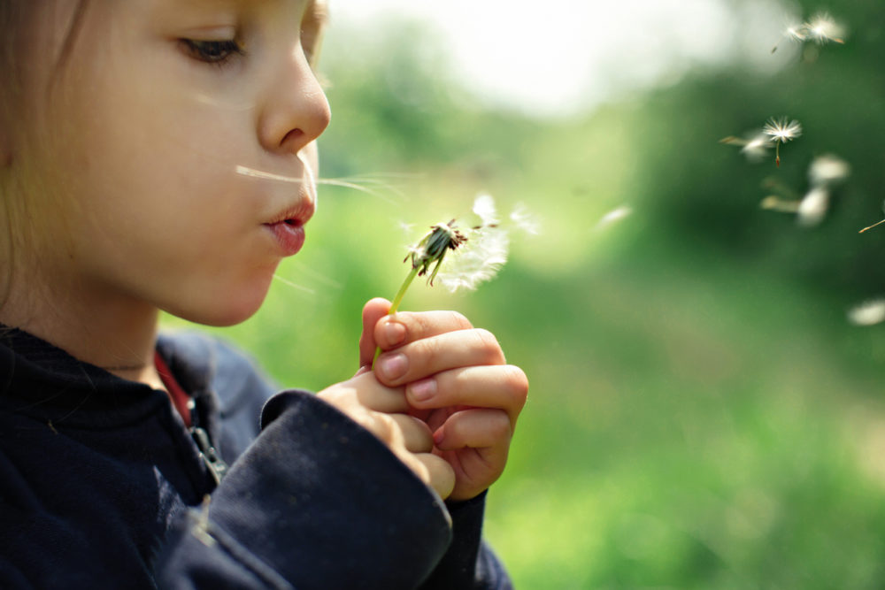 Une enfant souffle sur une fleur.