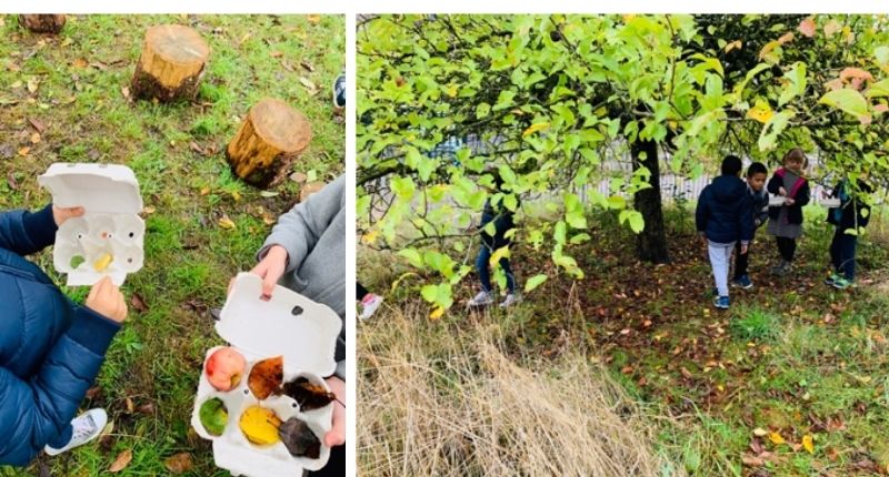 faire classe dehors et collecter des feuilles d'arbres