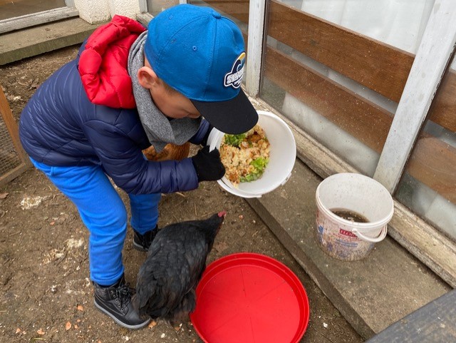 Pédagogie de projet : un enfant nourrit les poules à l'école