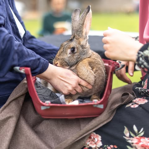 Un lapin en session de zoothérapie