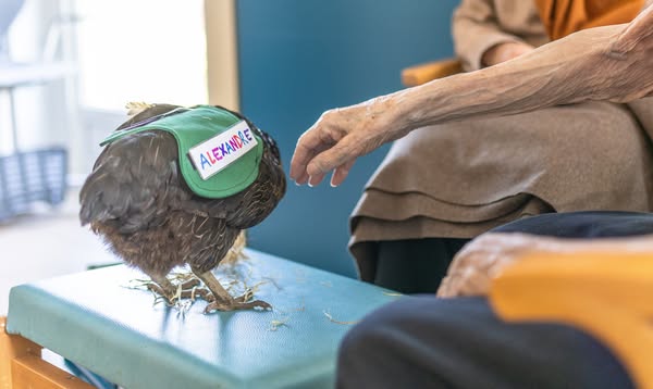 Zoothérapie avec une poule