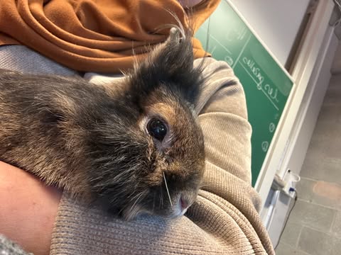 Un lapin sur Sana