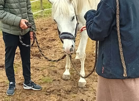 Un cheval blanc en zoothérapie